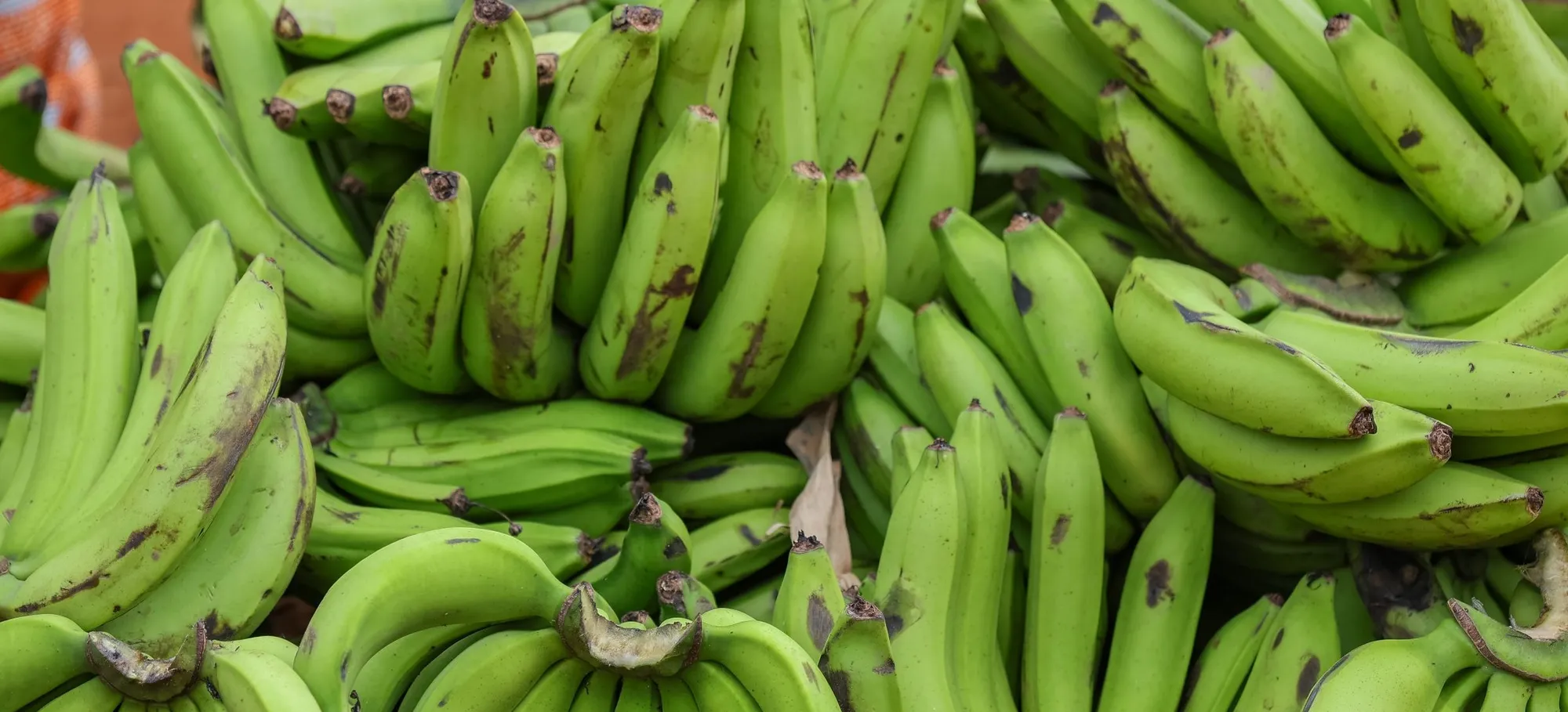 Ripe plantains on a market table